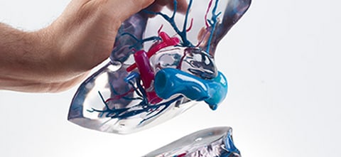A person holding a life-like, multi-colored, 3D printed liver made from the Stratasys J750 printer